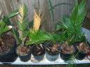 Cycas revoluta - Sago palm