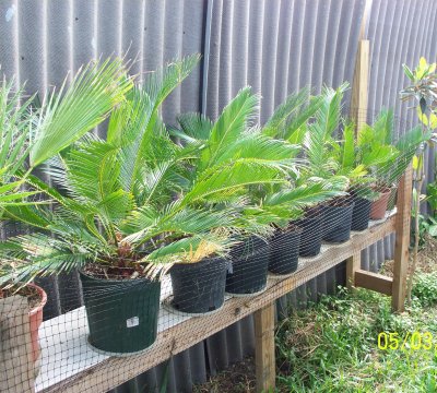 Cycas revoluta pot sizes effect on plant size