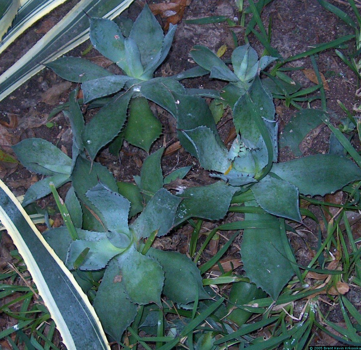 Agave-parryii-2