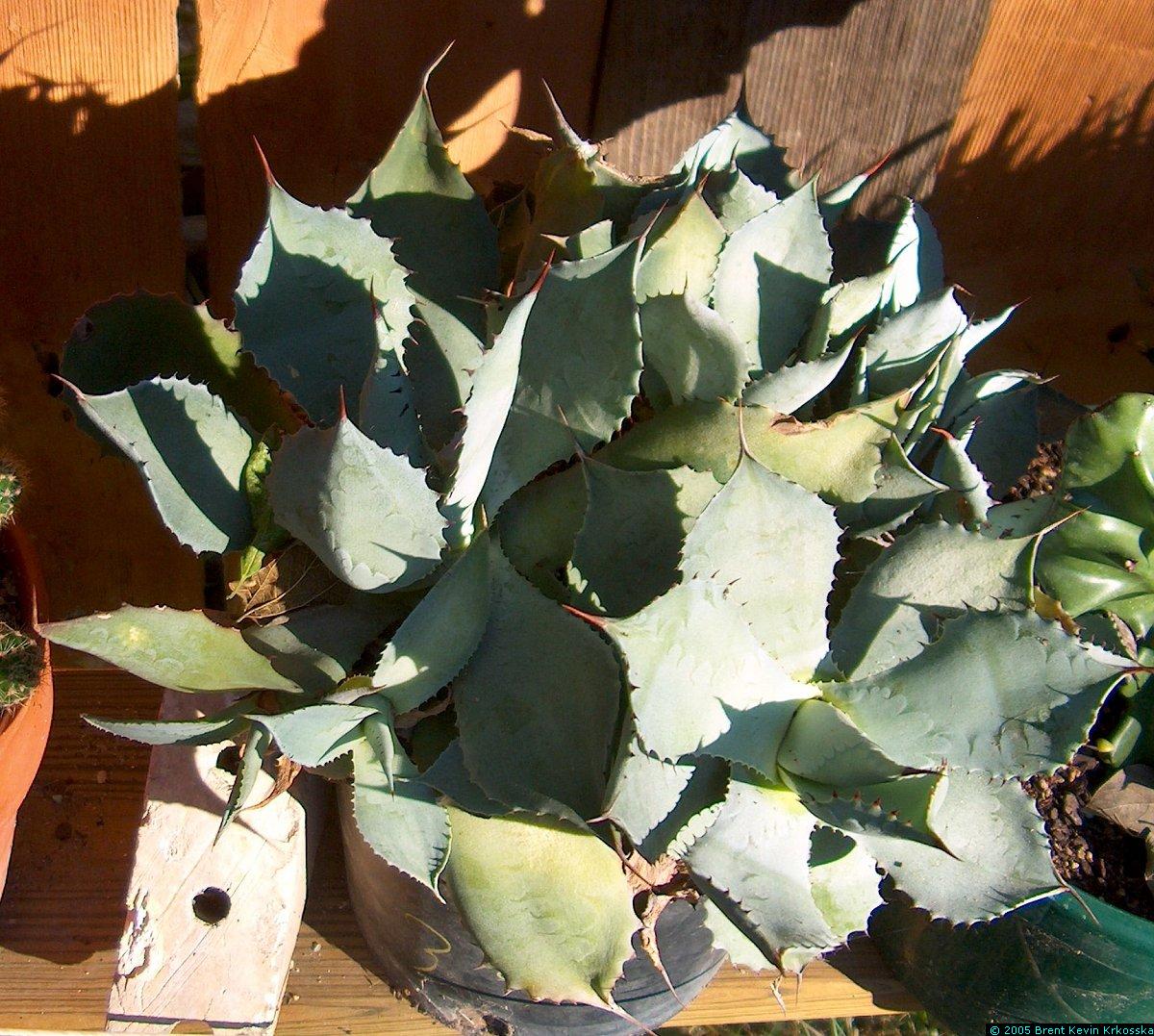 Agave-parryii