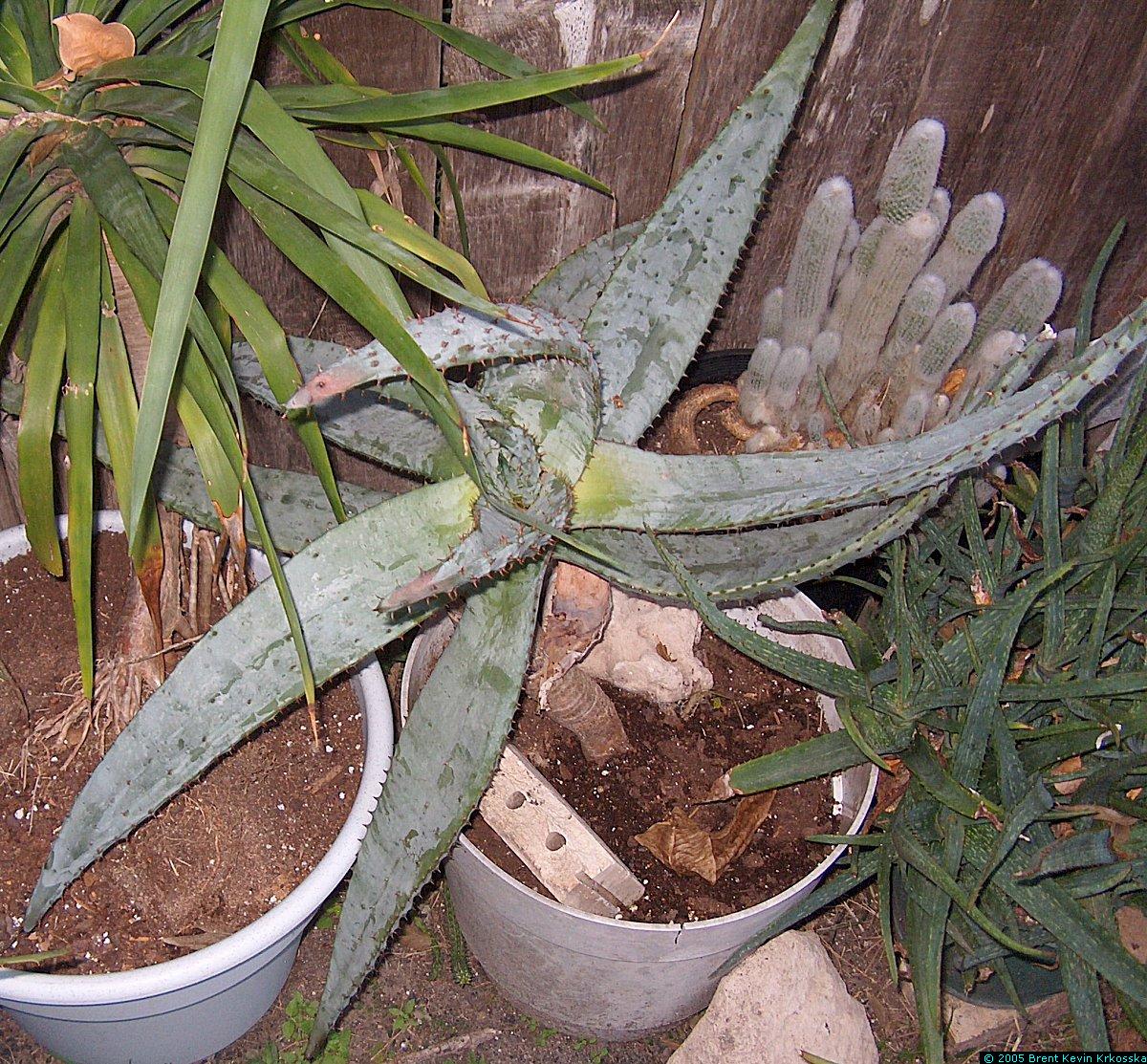 Aloe-ferox-1