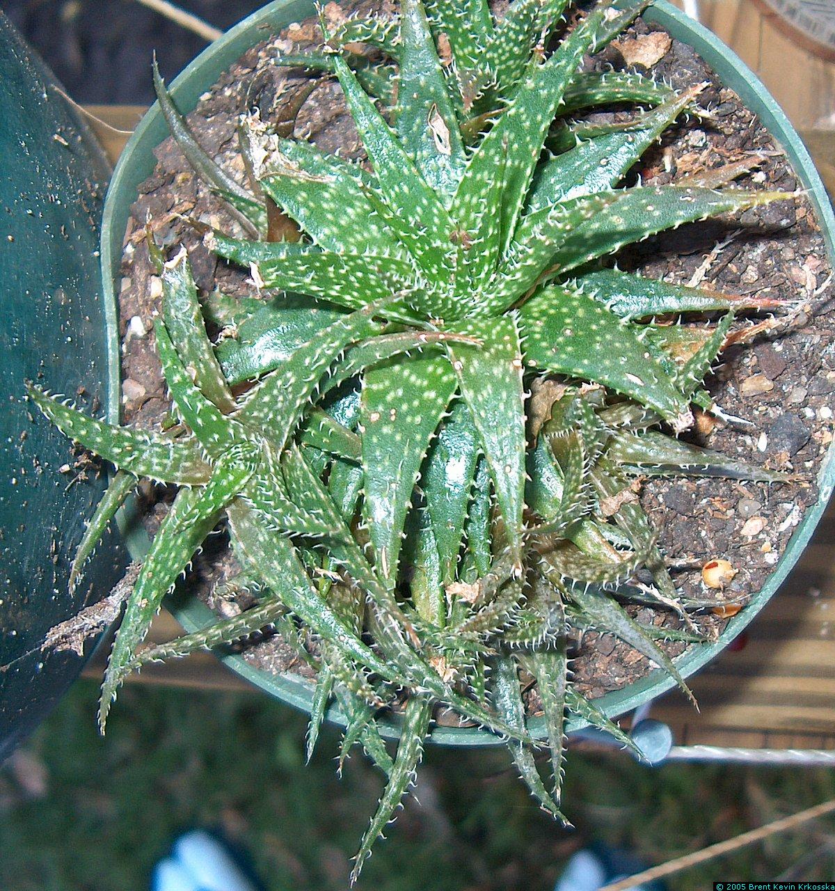 Aloe-humilis