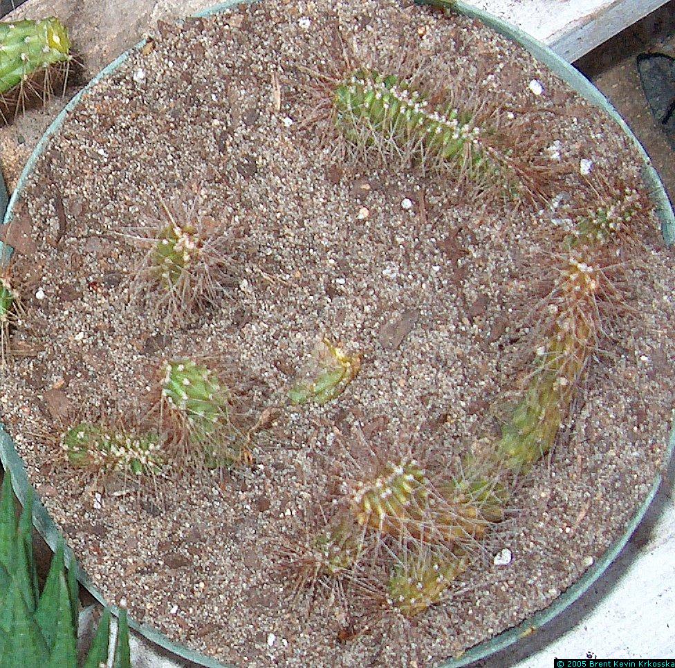 Corryocactus-melanotrichus-cristata-3