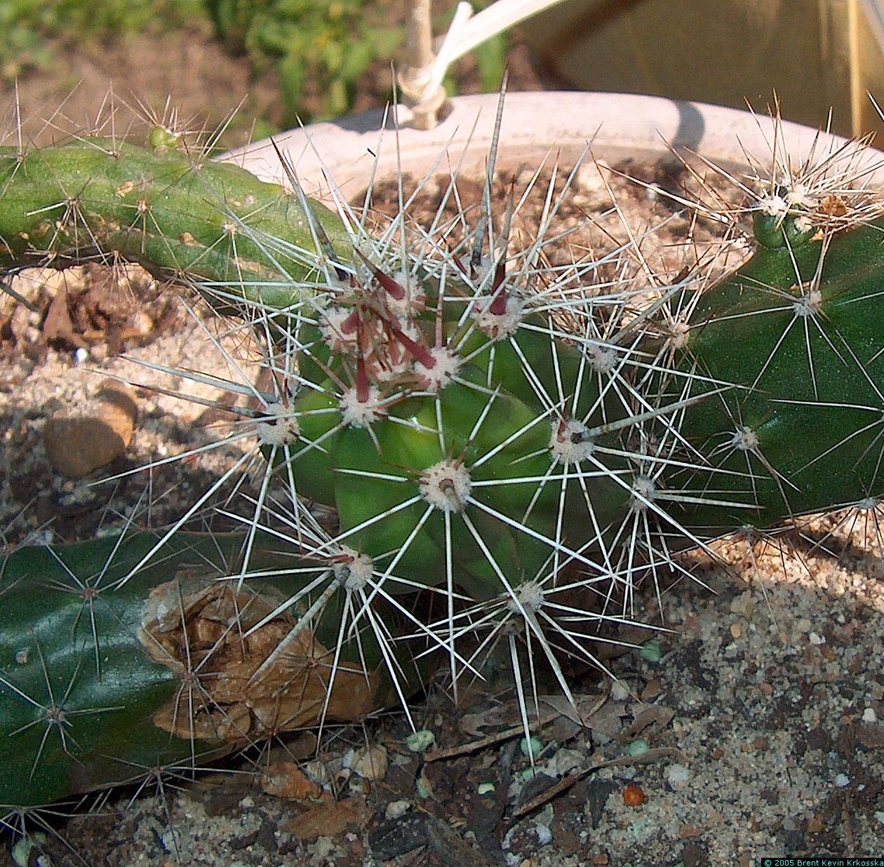 Corryocactus-melanotrichus