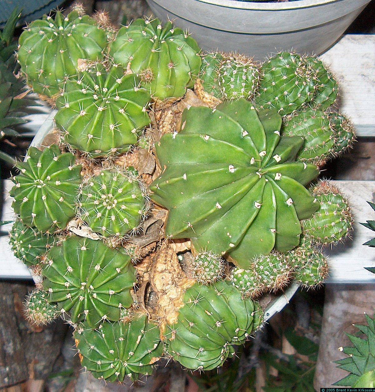 Echinopsis-oxygona-1