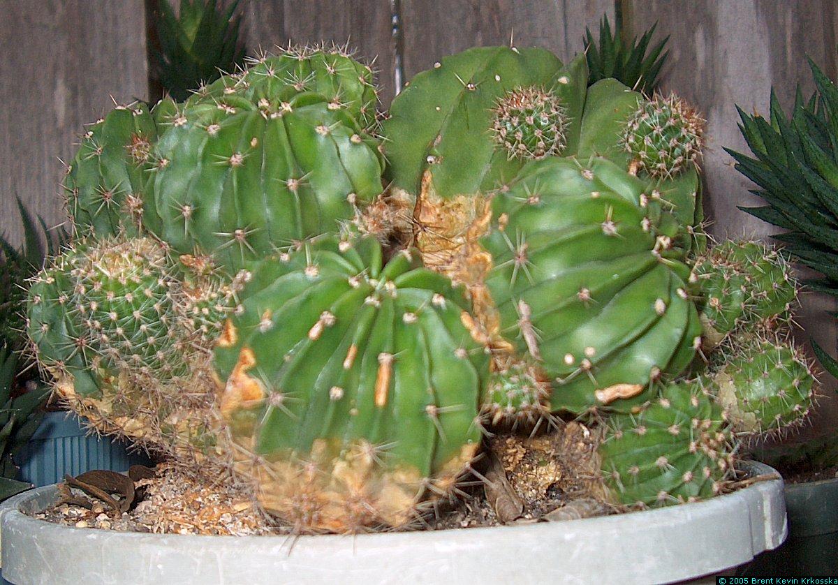 Echinopsis-oxygona-2