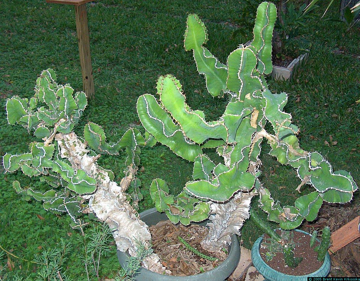 Euphorbia-cooperii-2