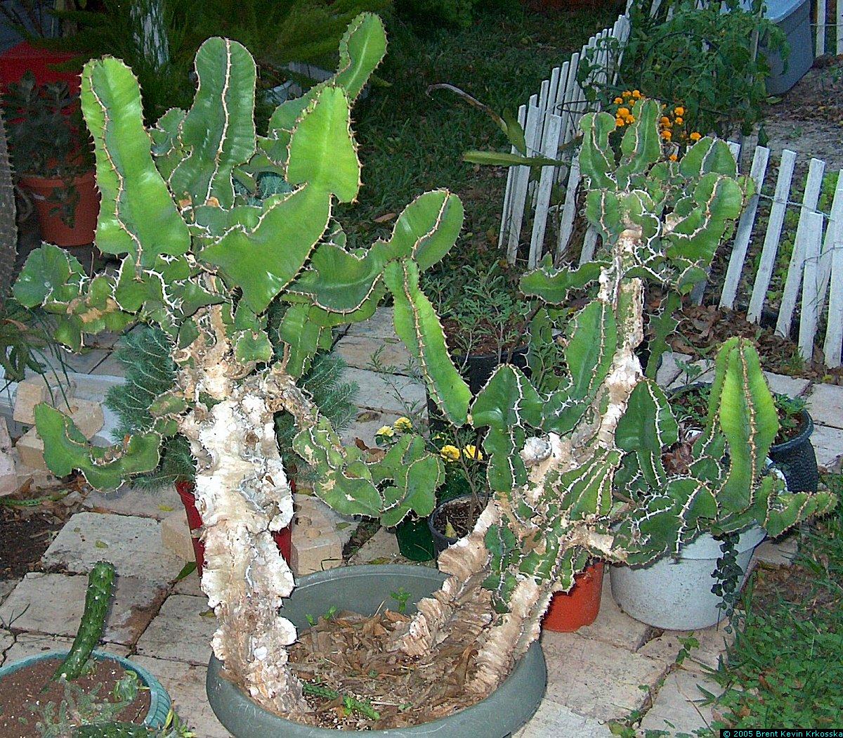 Euphorbia-cooperii