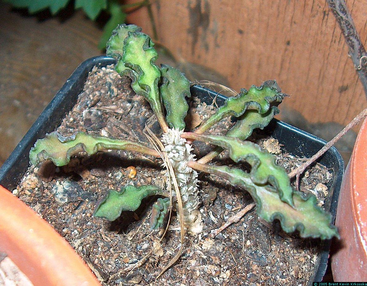 Euphorbia-decaryi-solitaire