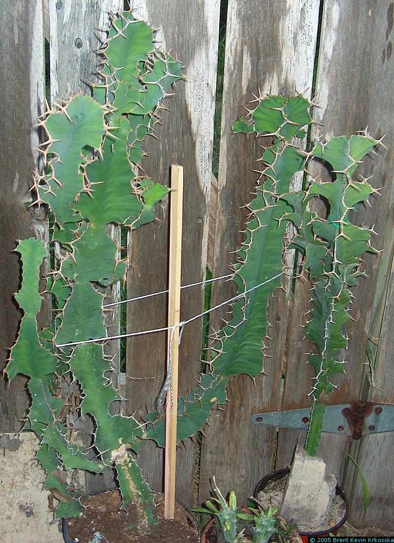 Euphorbia-grandicornis-2
