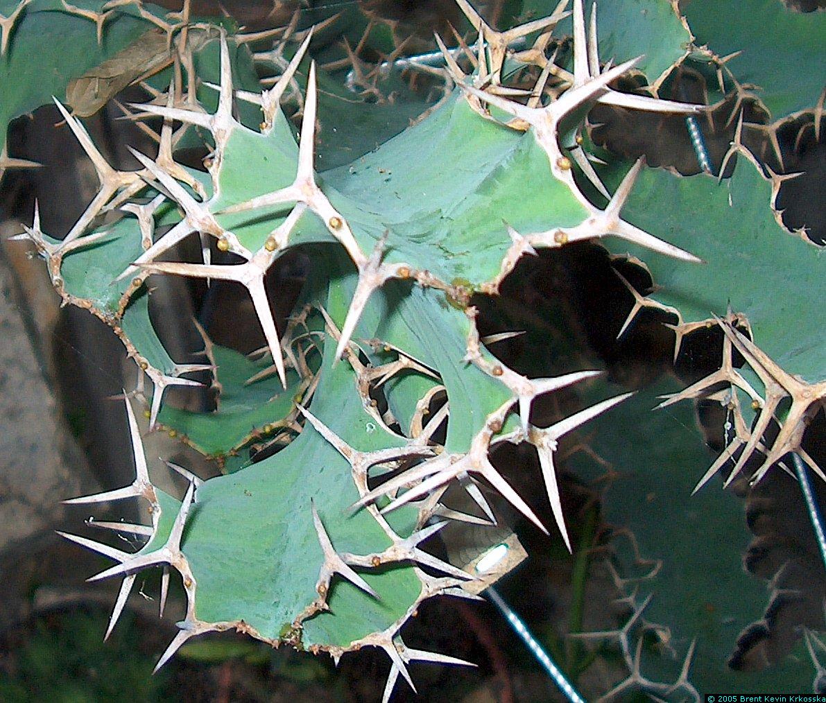 Euphorbia-grandicornis-top-spines
