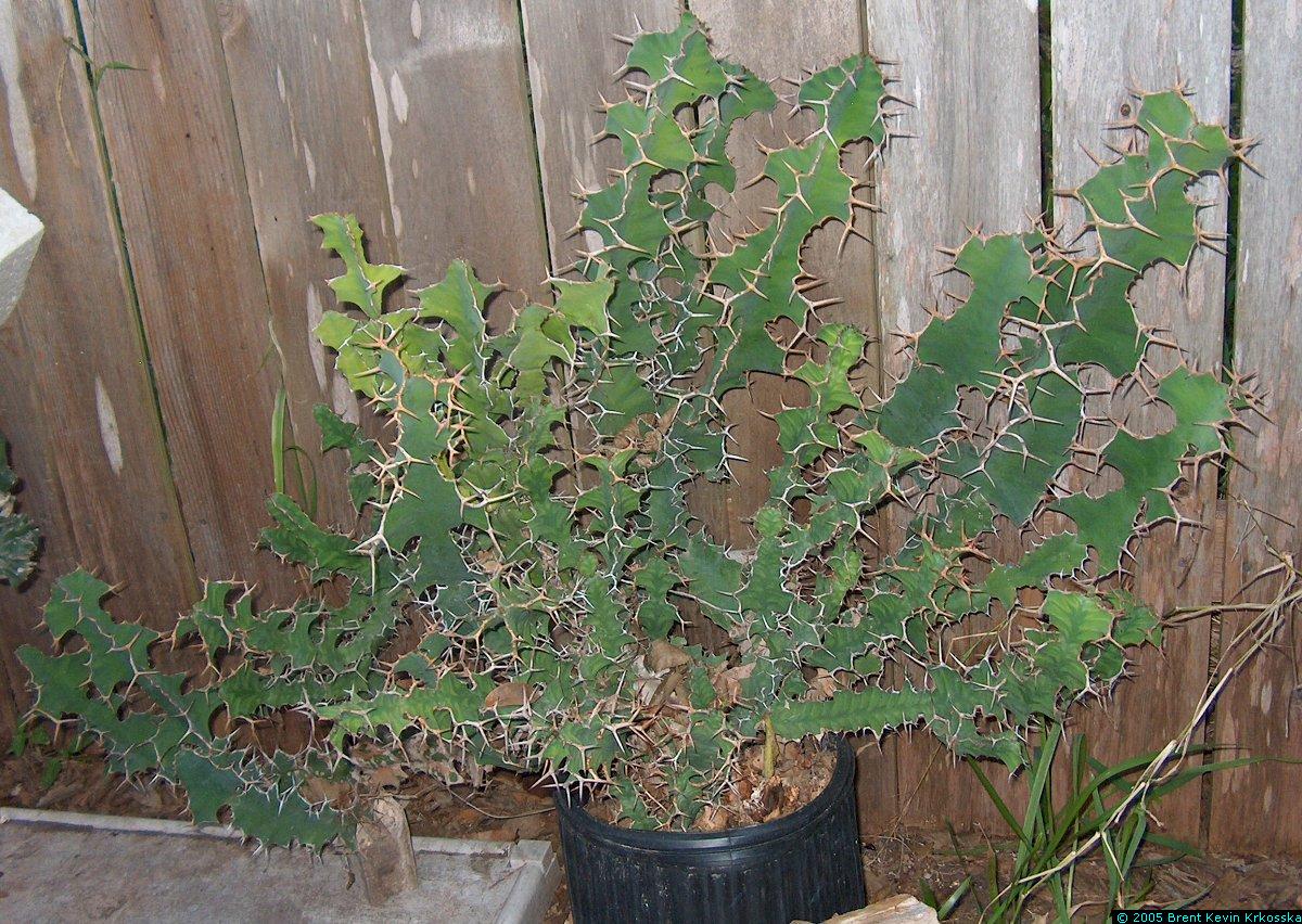 Euphorbia-grandicornis