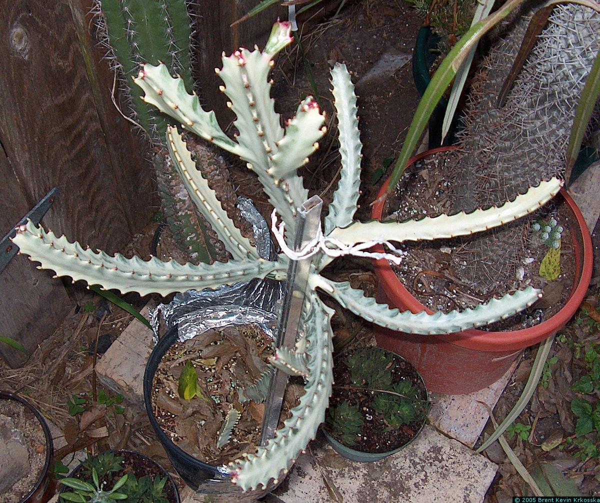 Euphorbia-lactea-white