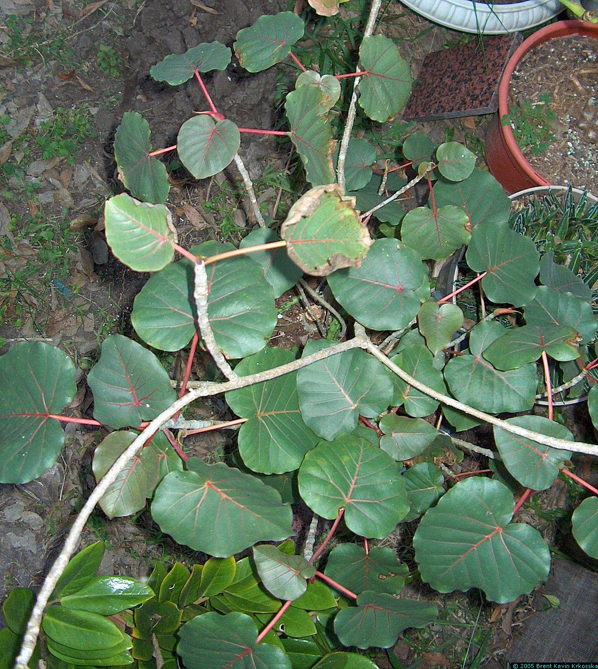 Ficus-petiolaris-top
