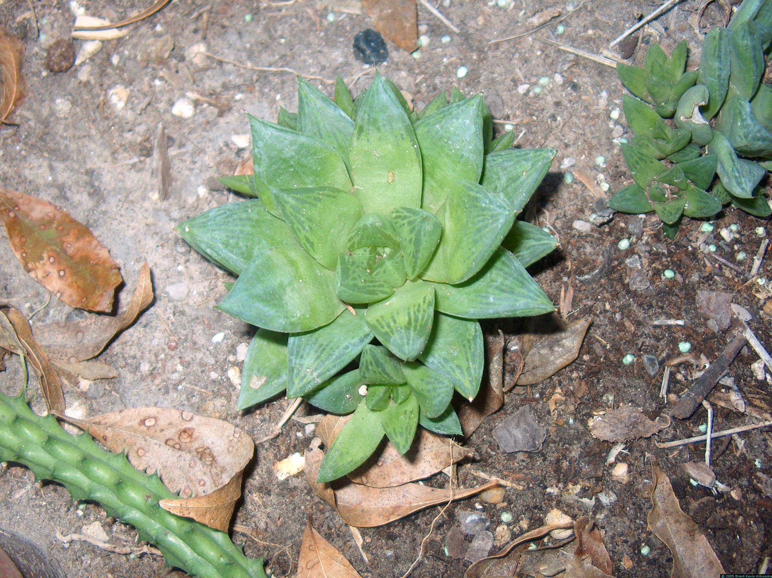 Haworthia-cymbiformis