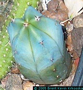 Myrtillocactus-geometrizans-seedling