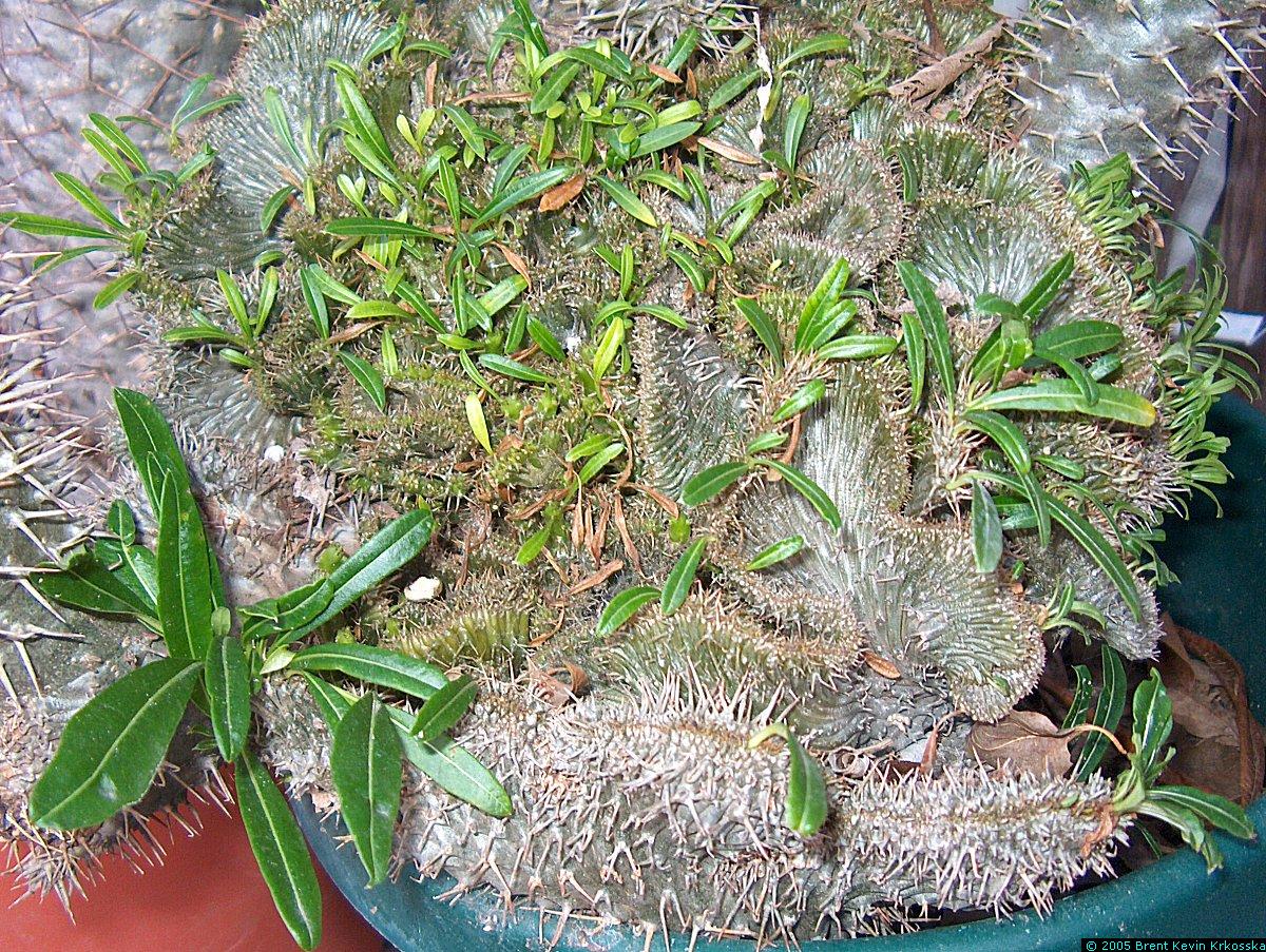 Pachypodium-lamerii-crest-closeup