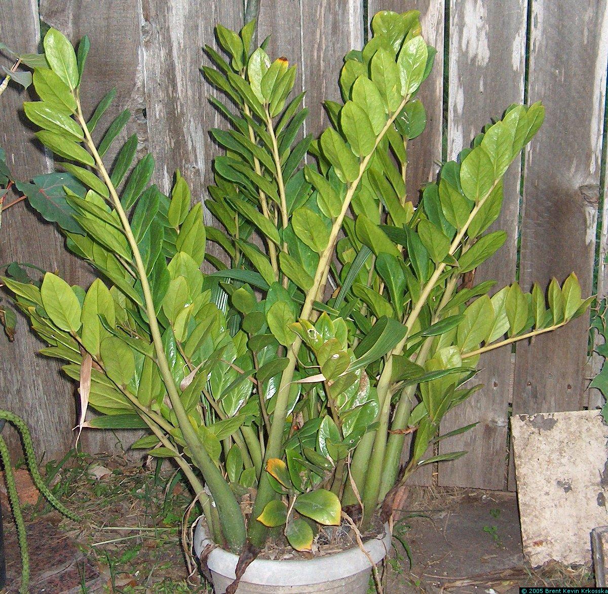 Zamiacalcas-zamiifolia-side