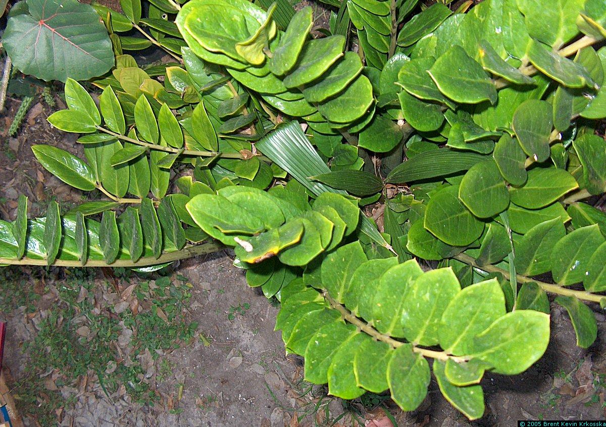 Zamiacalcas-zamiifolia-top