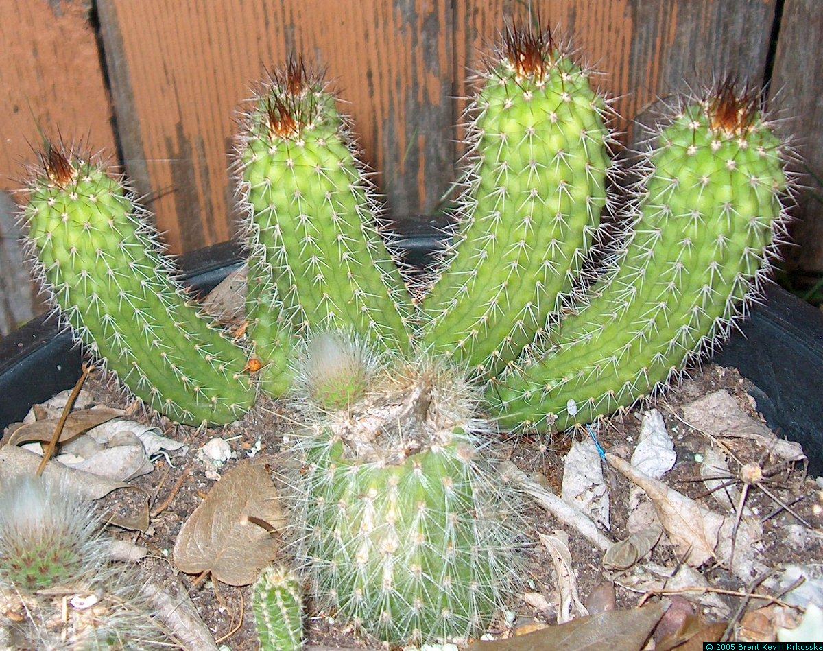 cactus--unknown