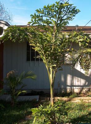 Caryota mitis - v. (?) Thai Mountain Giant - Fishtail palm