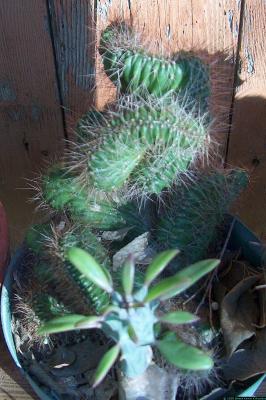 Corryocactus melanotrichus crest