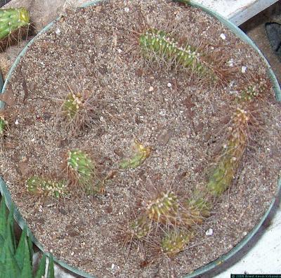 Corryocactus melanotrichus crest