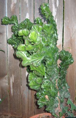 Euphorbia lactea crest