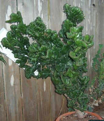 Euphorbia lactea crest