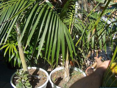 Howea fosteriana - Kentia palm - Tabletop Palm