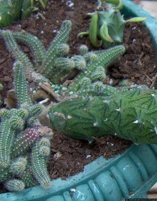 Lobivia silvestrii - Peanut cactus