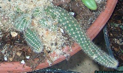 Lobivia silvestrii - Peanut cactus