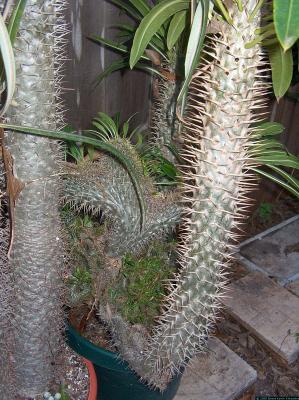 Pachypodium lamerii crest