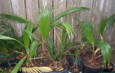 Washingtonia robusta seedlings - California Fan Palms