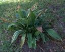 Aspidistra elatior variegata - cast iron plant