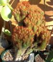 Cereus peruvianus monstrosus