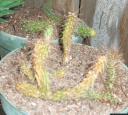 Corryocactus melanotrichus cristata
