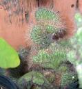 Corryocactus melanotrichus cristata