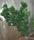 Euphorbia lactea crests