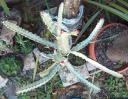 Euphorbia lactea white