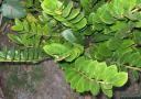 Zamiacalcas zamiifolia - ZZ Plant