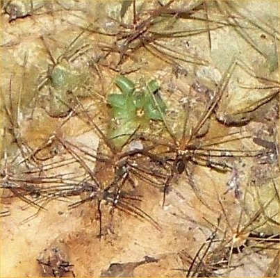 Hamatacactus setispinus pup