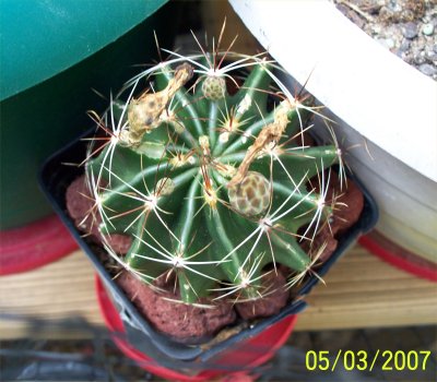 Hamatacactus setispinus seedling flower