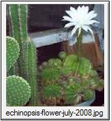 Echinopsis oxygona flower