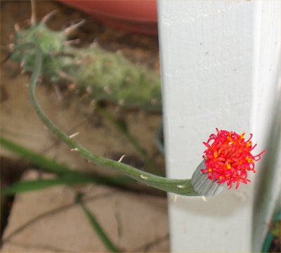 Senecio stapeliaeformis flower